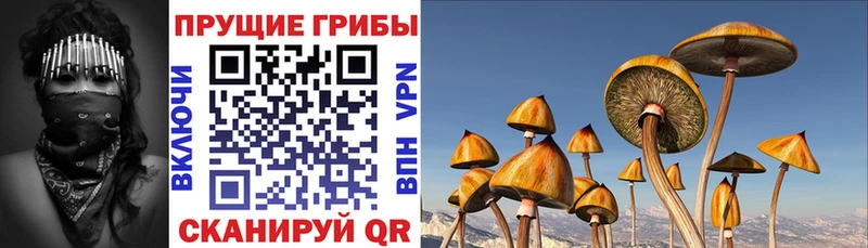 где купить   Зея  shop как зайти  Псилоцибиновые грибы Psilocybe 